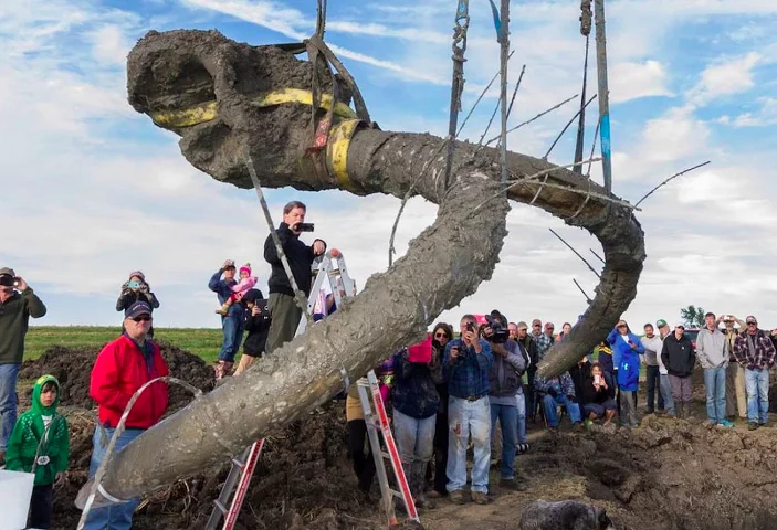 Um grupo de agricultores dos Estados Unidos se deparou com um fóssil gigante de mamute lanoso, que viveu há cerca de 15 mil anos atrás!