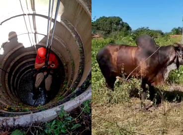 Touro de 600 kg é resgatado após cair dentro de poço em Quixadá 