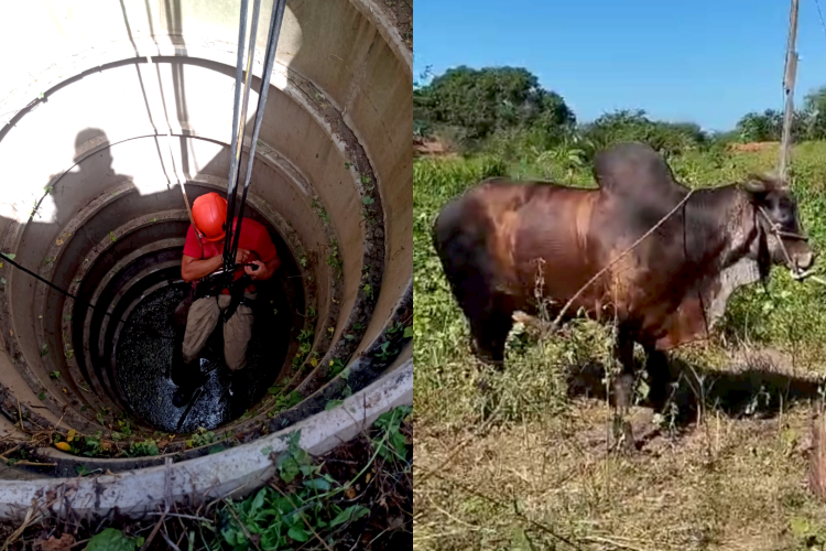 Touro de 600 kg é resgatado após cair dentro de poço em Quixadá