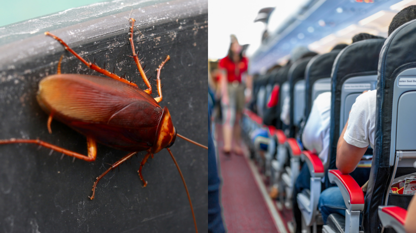 Bagageiro infestado de baratas faz avião retornar a país de origem com as malas dos passageiros