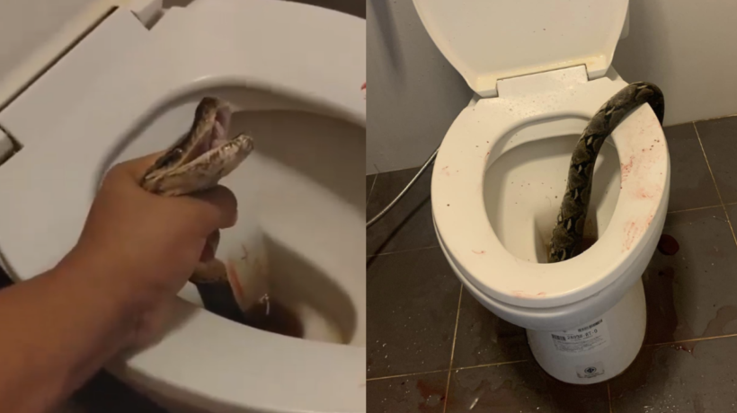 Thanat Tangtewanon foi pegue de surpresa ao ver que havia uma serpente píton dentro do vaso sanitário.