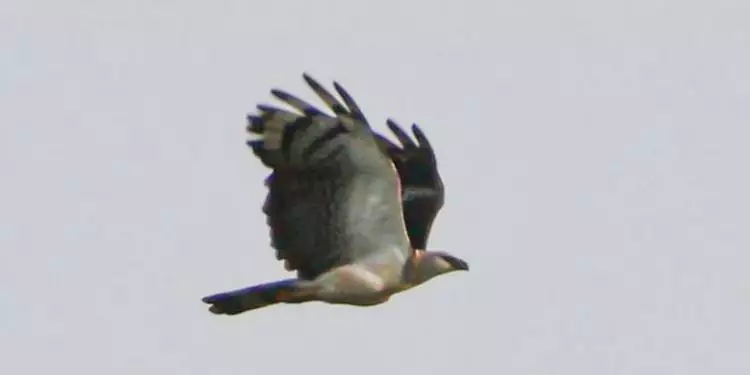 O professor Gustavo Melo, da Faculdade de Engenharia Mecânica da Universidade Federal do Pará, avistou e fez um registro fotográficao de um uiraçu, ave rara e ameaçada de extinção, sobrevoando Belém, no Pará. 