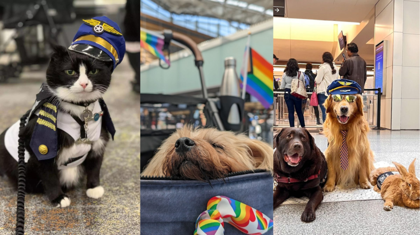 Animais auxiliam pessoas com ansiedade e estresse no Aeroporto de São Francisco, nos EUA.