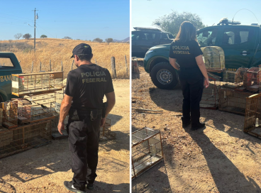 Operação policial cumpre 5 mandados de busca e apreensão em Icó para combater tráfico e comércio ilegal de aves silvestres
 