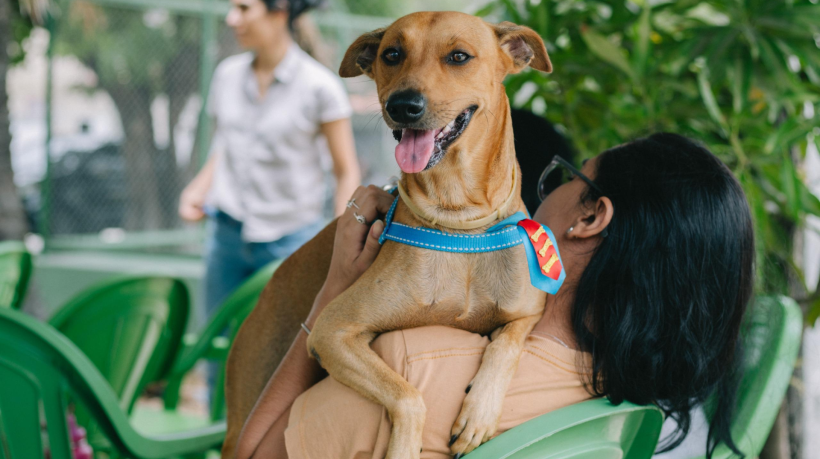 Pet Ceará Móvel chega aos bairros Messejana e Canindezinho em Fortaleza