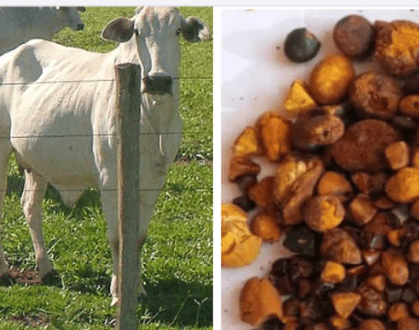 Além de carne e leite, o gado pode fornecer um produto que tem altíssimo valor de mercado. Trata-se da pedra que surge na vesícula dos bois. Parece mentira, mas esse problema de saúde do animal vale fortuna. 