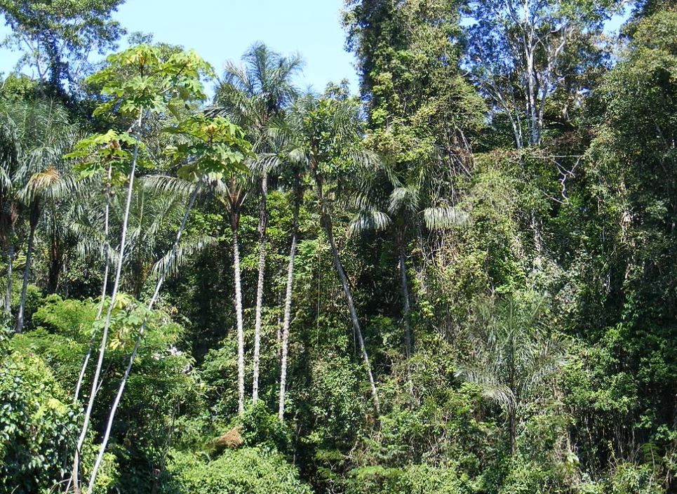 As florestas espalhadas pelo planeta têm imensa importância para a preservação do nosso habitat natural. Veja quais são as maiores florestas do mundo