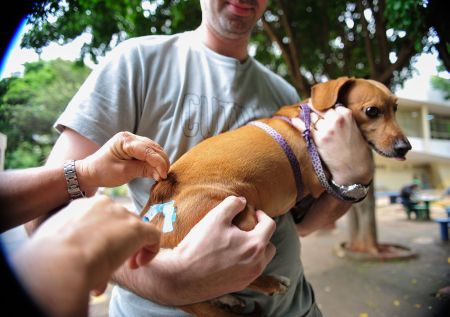 O Ministério da Saúde preconiza que 80% dos cães sejam vacinados, anualmente, na cidade.