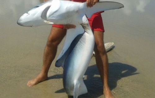 Homem que pescou tubarão em risco de extinção em Fortaleza vai