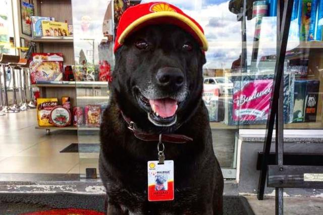 Um cachorro estava procurando emprego, depois de muito tempo de