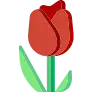 tulipa