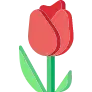 Tulipa